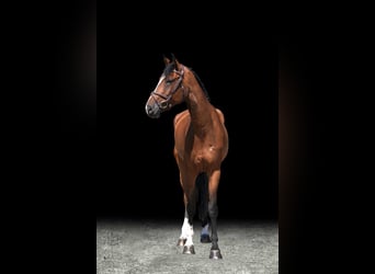 Other Warmbloods, Gelding, 6 years, 16,2 hh, Brown