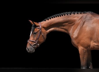Other Warmbloods, Gelding, 6 years, 16,2 hh, Brown