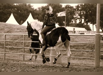 Other Warmbloods, Gelding, 6 years, 16,2 hh, Pinto