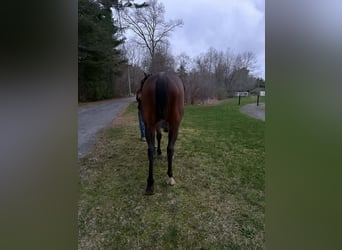 Other Warmbloods, Gelding, 6 years, 17 hh, Bay