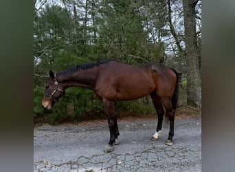 Other Warmbloods, Gelding, 6 years, 17 hh, Bay