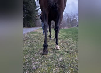 Other Warmbloods, Gelding, 6 years, 17 hh, Bay