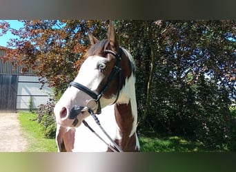 Other Warmbloods, Gelding, 6 years, 17 hh, Pinto