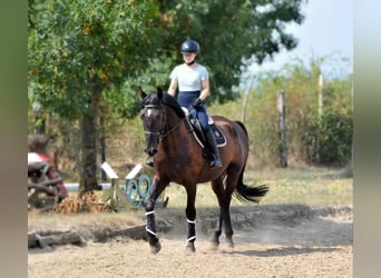 Other Warmbloods, Gelding, 6 years, Bay-Dark