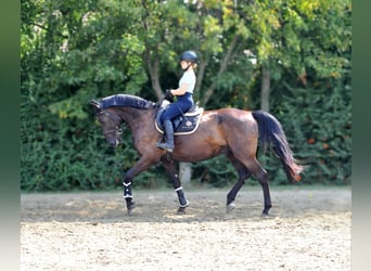 Other Warmbloods, Gelding, 6 years, Bay-Dark