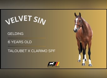 Other Warmbloods, Gelding, 6 years, Brown