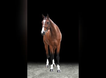 Other Warmbloods, Gelding, 6 years, Brown