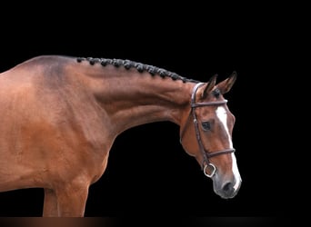 Other Warmbloods, Gelding, 6 years, Brown