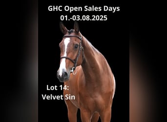 Other Warmbloods, Gelding, 6 years, Brown