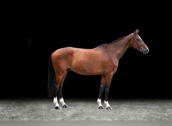 Other Warmbloods, Gelding, 6 years, Brown