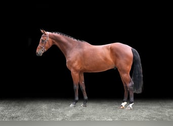 Other Warmbloods, Gelding, 6 years, Brown