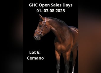 Other Warmbloods, Gelding, 6 years, Brown