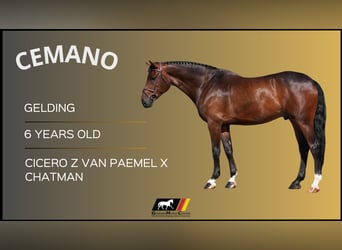 Other Warmbloods, Gelding, 6 years, Brown