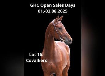 Other Warmbloods, Gelding, 6 years, Brown