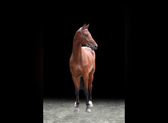 Other Warmbloods, Gelding, 6 years, Brown