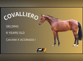 Other Warmbloods, Gelding, 6 years, Brown