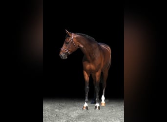 Other Warmbloods, Gelding, 6 years, Brown