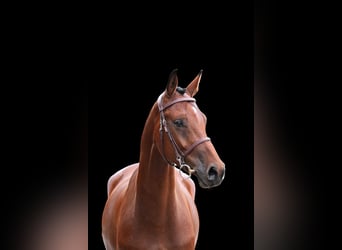 Other Warmbloods, Gelding, 6 years, Brown