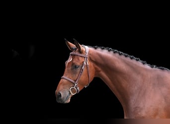 Other Warmbloods, Gelding, 6 years, Brown
