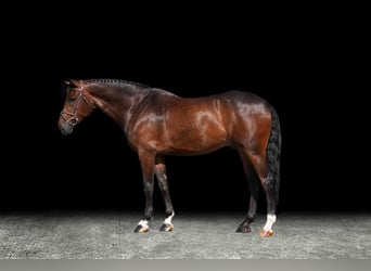 Other Warmbloods, Gelding, 6 years, Brown