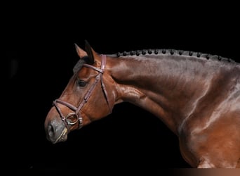 Other Warmbloods, Gelding, 6 years, Brown