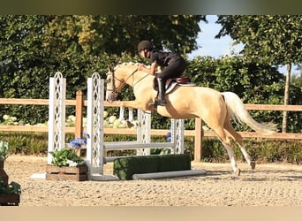 Other Warmbloods, Gelding, 7 years, 14.2 hh, Palomino