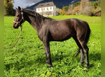 Other Warmbloods, Gelding, 7 years, 14,2 hh, Bay-Dark