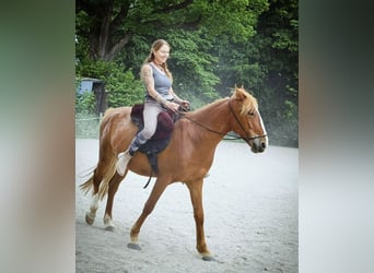 Other Warmbloods, Gelding, 7 years, 15.1 hh, Chestnut-Red