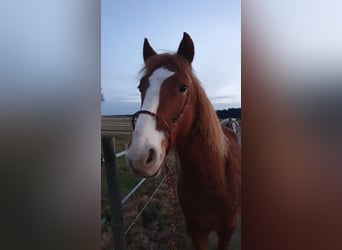 Other Warmbloods, Gelding, 7 years, 15.1 hh, Chestnut-Red