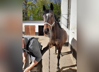 Other Warmbloods, Gelding, 7 years, 15.3 hh, Bay-Dark