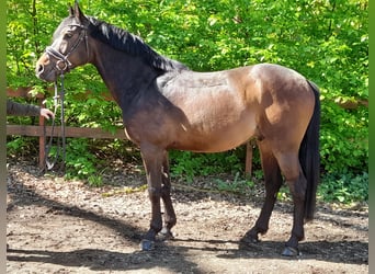 Other Warmbloods, Gelding, 7 years, 15.3 hh, Bay-Dark