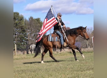 Other Warmbloods, Gelding, 7 years, 15.3 hh, Bay