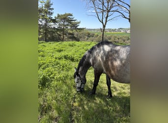 Other Warmbloods, Gelding, 7 years, 15 hh, Grey-Dapple