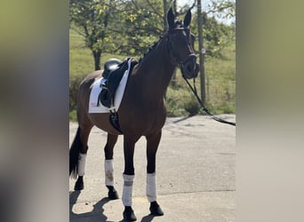 Other Warmbloods, Gelding, 7 years, 15,2 hh, Bay-Dark