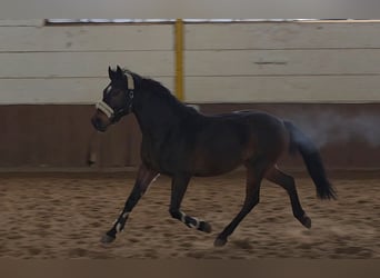 Other Warmbloods, Gelding, 7 years, 15,2 hh, Bay-Dark