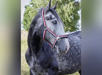 Other Warmbloods, Gelding, 7 years, 15,2 hh, Gray