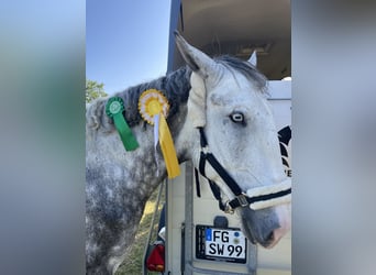 Other Warmbloods, Gelding, 7 years, 15,2 hh, Gray