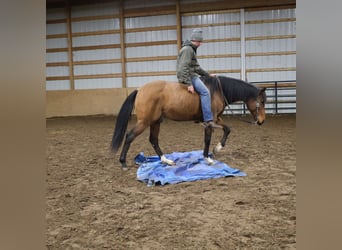 Other Warmbloods, Gelding, 7 years, 15,3 hh, Bay