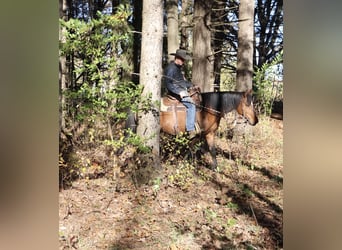 Other Warmbloods, Gelding, 7 years, 15,3 hh, Bay