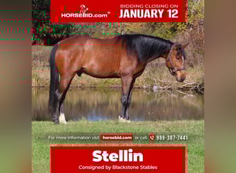 Other Warmbloods, Gelding, 7 years, 15,3 hh