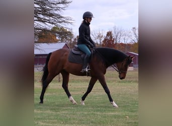 Other Warmbloods, Gelding, 7 years, 15,3 hh
