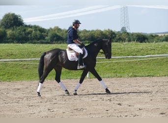 Other Warmbloods, Gelding, 7 years, 16.1 hh, Bay-Dark