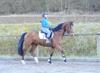 Other Warmbloods, Gelding, 7 years, 16.1 hh, Brown