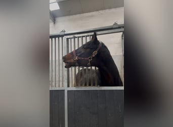 Other Warmbloods, Gelding, 7 years, 16.2 hh, Bay-Dark