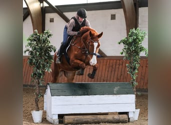 Other Warmbloods, Gelding, 7 years, 16.2 hh, Chestnut-Red