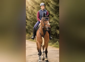 Other Warmbloods, Gelding, 7 years, 16 hh, Brown