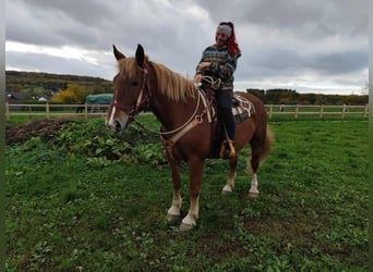 Other Warmbloods Mix, Gelding, 7 years, 16 hh, Chestnut