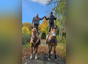 Other Warmbloods Mix, Gelding, 7 years, 16 hh, Chestnut