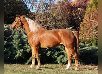 Other Warmbloods, Gelding, 7 years, 16 hh, Chestnut-Red