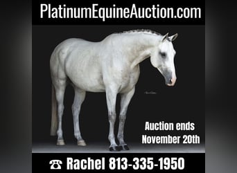 Other Warmbloods, Gelding, 7 years, 16 hh, Gray-Dapple